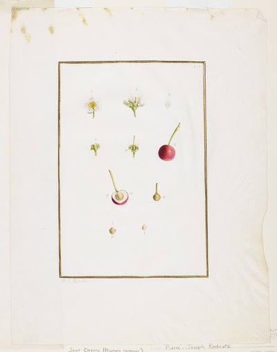 Botanische Dissektion: Sauerkirsche (Prunus cerasus), ca. 1778-90 von Pierre Joseph Redouté
